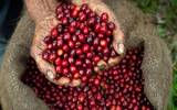 坦桑尼亚黑晶庄园Blackburn克里曼加罗咖啡风味口感描述