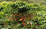 阿拉比卡咖啡豆&产地介绍 为何阿拉比卡咖啡因含量最少反而最贵？