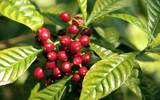 危地马拉咖啡圣塔费丽莎庄园比较出名的6种咖啡风味详细介绍描述