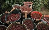 探究哥伦比亚考卡咖啡产地如何影响风味变化 手冲数据推荐