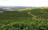 哥斯达黎加位置历史咖啡业发展咖啡豆出口量