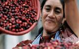 危地马拉 薇薇特南果 玛雅水洗咖啡风味口感香气描述