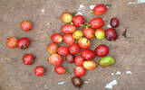 咖啡树不是树？咖啡栽培方法与咖啡园施肥标准 咖啡树的培植方式