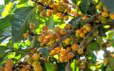 哥斯达黎加Canet庄园 哥斯达黎加贝多芬黄卡杜艾品种咖啡豆风味