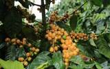 咖啡豆 巴西黄波旁精品咖啡豆风味描述