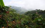 哥斯达黎加咖啡风味之谜 哥斯达黎加咖啡豆风味源自高海拔精处理