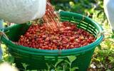 中国云南的咖啡品种 卡蒂姆咖啡豆风味