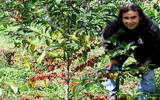 哥伦比亚三大庄园咖啡豆品种种植发酵处理法风味口感特点对比描述
