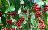 星巴克为什么会选危地马拉安提瓜咖啡豆？最负盛名的安提瓜咖啡
