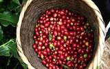 埃塞俄比亚孔加水洗处理法和日晒处理法咖啡风味区别介绍