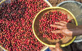 印尼咖啡出口商协会：预计今年印尼全国咖啡产量增加10-15％