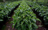 危地马拉咖啡庄园-树上的猴子庄园 危地马拉神奇有趣的咖啡品种