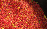 2017年洪都拉斯咖啡产量增长 正式成为中美洲第一大咖啡生产国