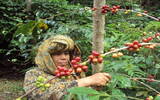 咖啡树种植的常识 咖啡树自己家里能种吗 咖啡树的灾害有哪些