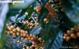 尼加拉瓜圣荷西庄园资料信息介绍 黄帕卡玛拉蜜处理咖啡风味特点