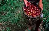 萨尔瓦多-圣塔丽塔(Santa Rita)庄园日晒手选精品咖啡豆介绍