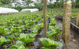 咖啡树种植的常识 咖啡怎么种植 中国哪里适合种植咖啡