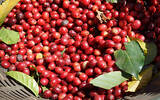 【日晒、水洗、蜜处理】不同咖啡豆处理法对咖啡风味的影响