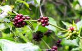 苏门答腊火山口的红宝石-苏门答腊咖啡豆的豆子越丑、味道越好