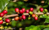 台湾咖啡的种植历史 台湾咖啡种植条件如何 咖啡种植技术的发展