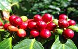尼加拉瓜咖啡是哪里的？怎么喝？尼加拉瓜咖啡产地安晶庄园介绍
