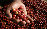 红樱桃计划埃塞俄比亚日晒耶加雪菲G3 丘坝村咖啡风味口感香气描