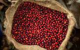 艾茵布罗庄园和艾利达庄园有什么关系 巴拿马咖啡日晒处理法风味