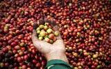罗布斯塔豆有什么用 罗布斯塔咖啡主要以拼配豆和速溶咖啡为主