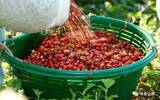 生豆档案哥伦比亚娜玲珑产区马格达莱娜庄园咖啡风味介绍