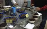 云南小粒种咖啡豆风味特点 云南种植咖啡豆前景如何云南咖啡方向