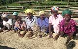 卢旺达咖啡喝法  卢旺达咖啡种植产区坦博区括克合作社介绍