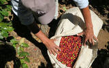 萨尔瓦多El Salvador糖葫芦庄园故事 千年马雅古城上种出精品咖啡