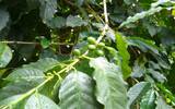 咖啡种植技术：如何让咖啡树快高长大？提高种植成功率？