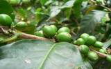 肯尼亚AA中比较罕见的咖啡 日晒恩代贝斯咖啡生豆评测