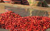 哥伦比亚低因咖啡豆风味口感描述 是怎么处理的 瑞士水处理法过程