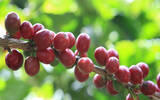 巴拿马咖啡艾利达庄园人工精选卡杜拉水处理法咖啡风味介绍