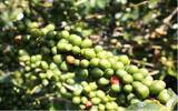 萨尔瓦多-雨林认证尤尼卡庄园咖啡豆烘焙建议、风味描述