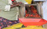卢旺达 Rulindo产区Cocatu合作社介绍 水洗波旁(Bourbon)风味描述