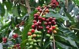 哥斯达黎加微风处理厂萨拉卡庄园信息 维拉罗伯黑蜜咖啡风味特点