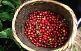 哥伦比亚咖啡哪个产区比较好 慧兰产区“圣奥古斯丁文化”介绍