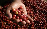 埃塞俄比亚 水洗耶加雪菲G1 孔加处理厂咖啡风味口感香气描述