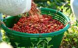 巴拿马咖啡庄园介绍-卡门庄园Carmen巴拿马咖啡豆的特点