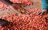 肯尼亚帝卡咖啡处理厂资料信息 肯尼亚咖啡拍卖机制分级制度介绍