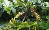 2018年最新产季肯尼亚咖啡蜂蜜合作社最高等级AA水洗处理法介绍