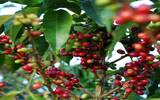 三大咖啡品种阿拉比卡、罗布斯塔与利伯利卡 阿拉比卡咖啡豆特点