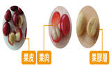 果肉处理法有哪几种？果肉处理法包括果浆处理法吗？