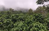 危地马拉咖啡历史、古老的故事 咖啡中的贵族-危地马拉咖啡