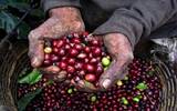 云南咖农收入逐年减少，云南小粒咖啡的困境，请珍惜每一杯咖啡
