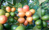 肯尼亚Gatugi专业水洗处理场环境介绍咖啡豆风味描述