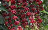 萨尔瓦多El Salvador咖啡口感 萨尔瓦多咖啡种植历史以及分级品质